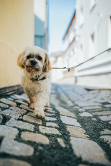 Vertical shot of a cute white shih tzu puppy walking on a street