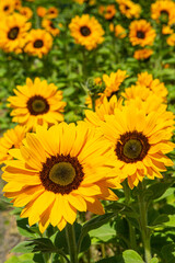 sunflowers bloom in a commercial flower field, Lompoc, California