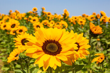 sunflowers bloom in a commercial flower field, Lompoc, California