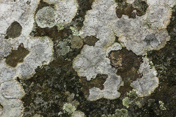 stone wall covered with centuries-old moss and fungus