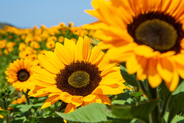 Obraz premium sunflowers bloom in a commercial flower field, Lompoc, California