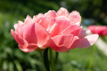 Pink fresh peony in the summer garden at the sunny day, side view. Bright congratulation on the holiday. Flower large bud. Peony bud for poster, calendar, post, screensaver, wallpaper, card