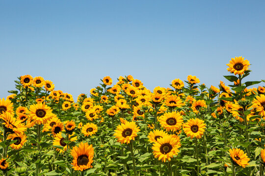 sunflowers bloom in a commercial flower field, Lompoc, California