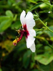 Bee in a pink and white flower at Tapalpa, Mexico 