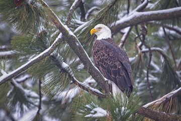 Majestic bald eagle in snow covered tree.