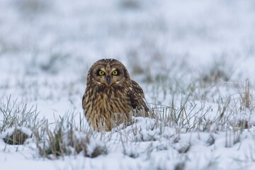 Cute male short eared owl.