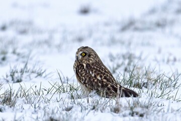 Side view of female short eared owl.