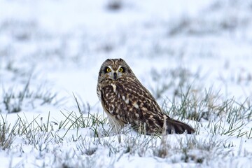 Female short eared owl looking at the camera.