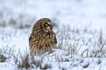 Male short eared owl looks to the side.