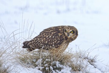 Alert male short eared owl in a field.
