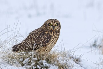 MAle short eared owl in a snowy field.