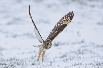 Female short eared owl flying low to the ground.