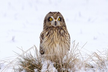 Female short eared owl portrait.