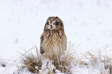 Female short eared owl with eyes closed.