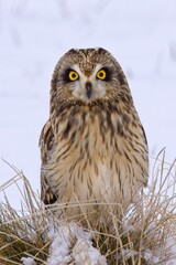 Female short eared owl with large yellow eyes.