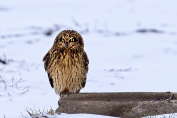 Cute short eared owl on a cement block.