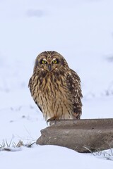 Cute owl looking straight at the camera.