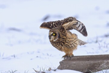 Male short eared owl starts to fly away.