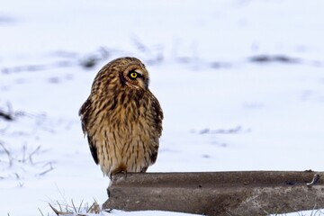 Male short eared owl perched on a cement block.
