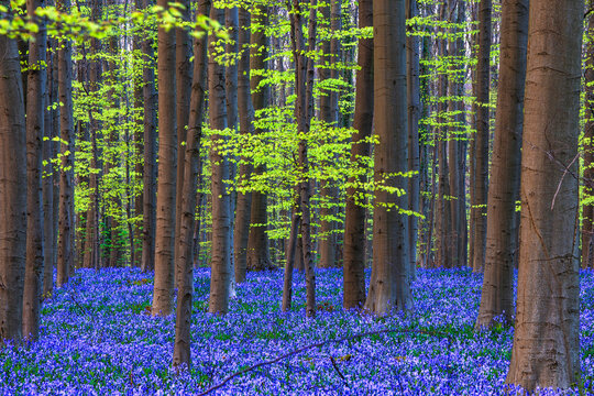 Europe, Belgium. Hallerbos forest with blooming bluebells.