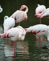 flamingos in the zoo