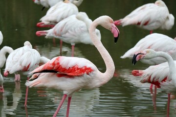 flamingos in zoo