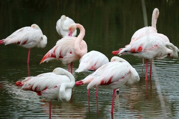 flamingos in the lake