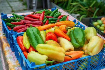 Harvest sweet and hot peppers in boxes. harvest of yellow, red and green peppers is harvested from the garden