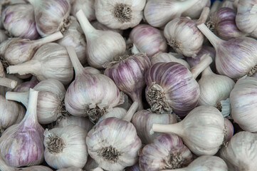 Garlic, food background. Garlic heads are on display, ready for sale