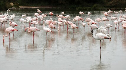 group of flamingos