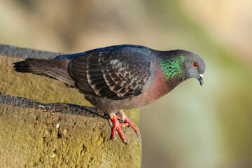 Pigeon perched on a stone wall.