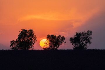 Europe, France, Provence. Sunset and tree silhouettes on Valensole Plateau.