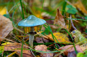 Stropharia aeruginosa or the verdigris agaric mushoom