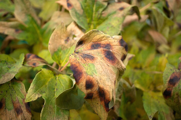 Brown rot of garden peonies. Leaves of a tree-like peony with signs of fungal diseases on the...
