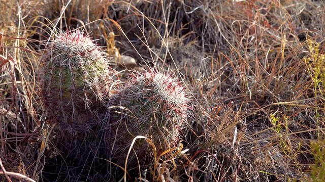 Cacti, Brady's pincushion cactus (Pediocactus bradyi). New Mexico