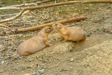 two black-tailed prairie dogs by their lair on the ground. Cynomys ludovicianus species. Rabbit-like rodent living in plains of North America: from United States to Canada.