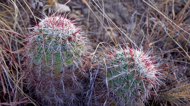 Cacti, Brady's pincushion cactus (Pediocactus bradyi). New Mexico