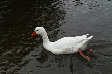Birds and animals in wildlife concept.