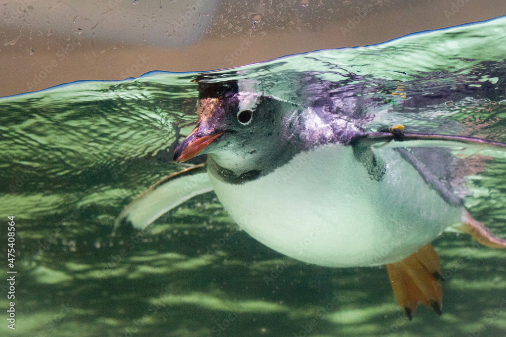 Poster closeup shot of a cute penguin floating inside an aquarium