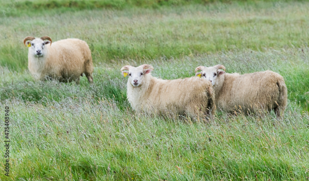 Sticker sheep on the meadow, iceland