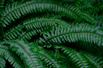 Natural bright green tropical background of fern branch, foliage, fresh exotic botanical pattern, jungle texture background. Selective focus. Negative space. Copy space.