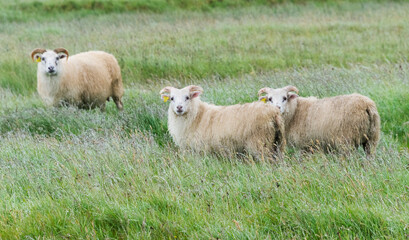 Obraz premium Sheep on the meadow, Iceland