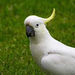 Sulphur crested cockatoo
