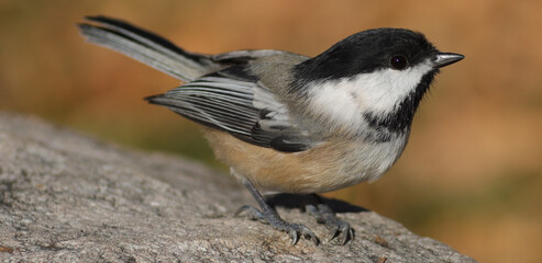 Closeup of a black-capped chickadee perched on a branch