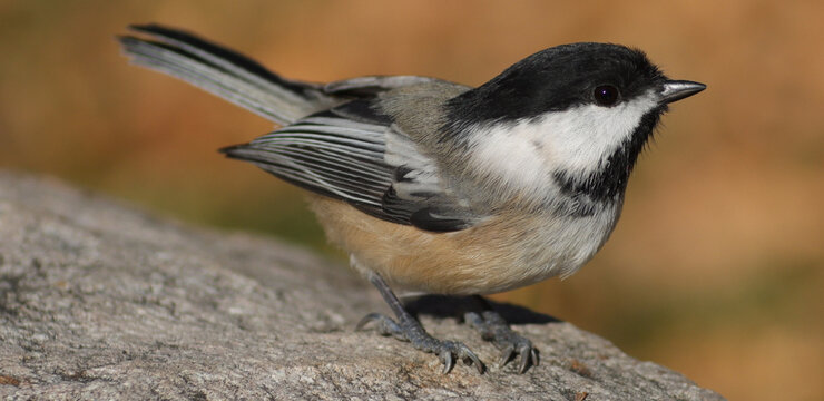 Closeup of a black-capped chickadee perched on a branch