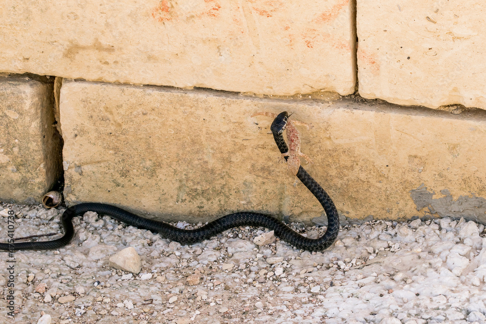 Poster Black Western Whip Snake, Hierophis viridiflavus, hunting a Moorish Gecko, Tarentola mauritanica.