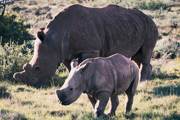 Rhino South Africa