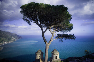 Fototapeta Europe, Italy, Ravello. Cypress tree and church domes overlook ocean. obraz