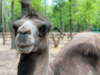 Bactrian camels on the territory of the zoo in the park area