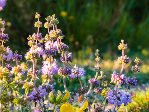 Meadow filled with purple pennyroyal flowers in late afternoon light, blurred bokeh.